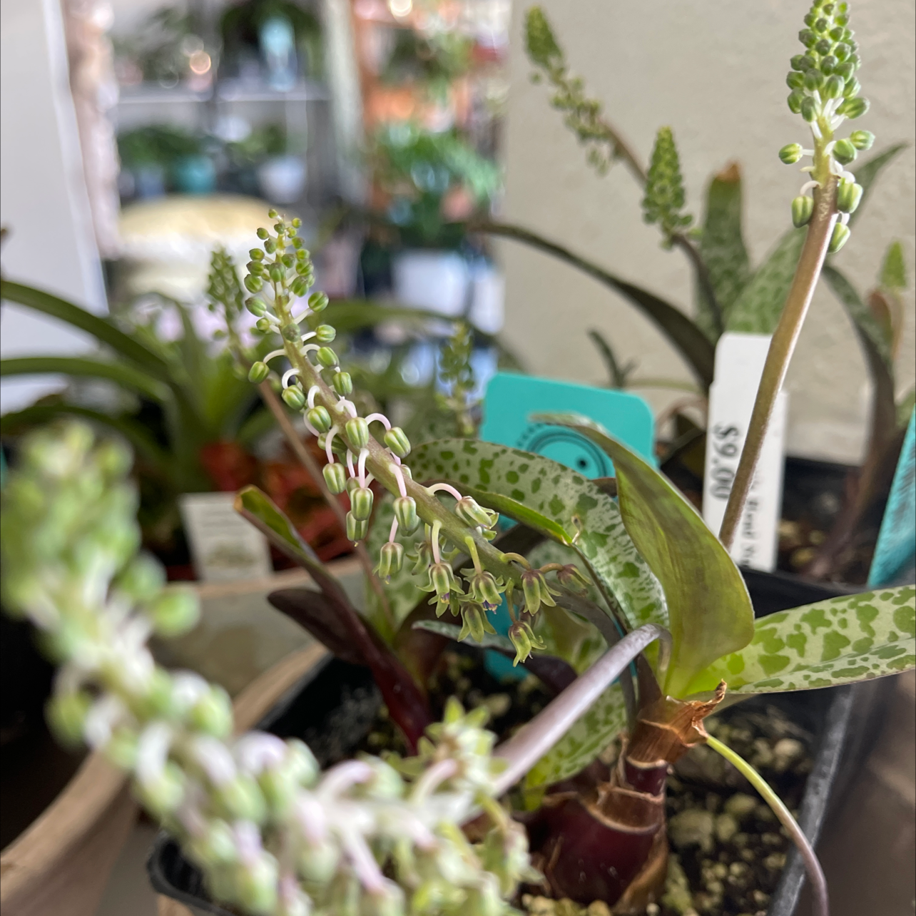 Silver Squill plant with spotted leaves and flowering stalks in a pot with visible soil.
