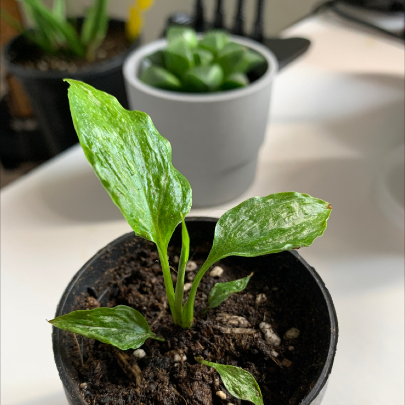 Photo of the plant species Domino Peace Lily by @reneed named lily iglehart on Greg, the plant care app