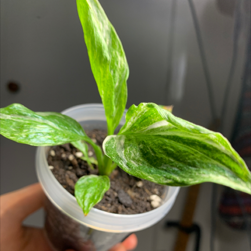 Photo of the plant species Domino Peace Lily by @reneed named lily on Greg, the plant care app