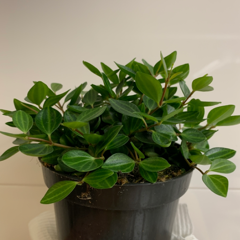 Healthy Beetle Peperomia plant in a black pot with vibrant green leaves.