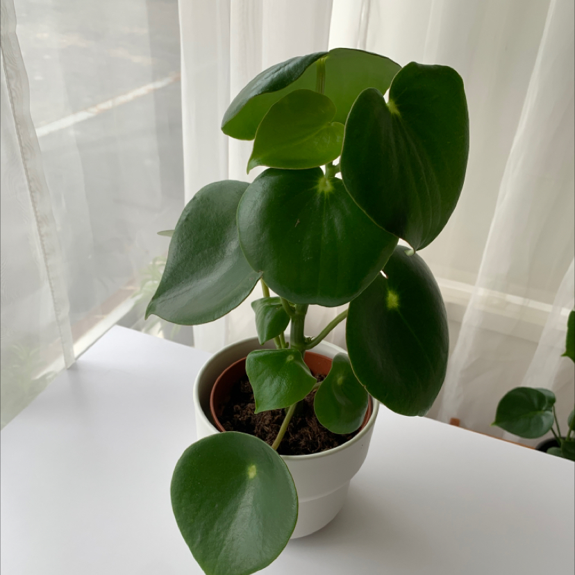 Photo of the plant species Raindrop Peperomia by @reneed named keanu leaves on Greg, the plant care app