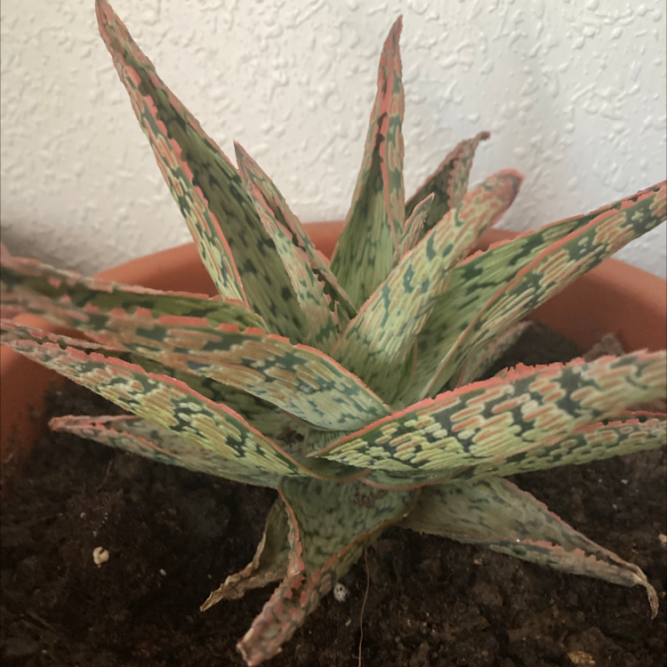Broad-Leaved Aloe plant photo by @Imdancecomander named Godzilla on Greg, the plant care app.