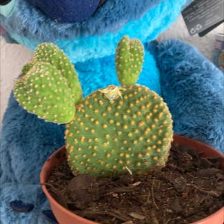 Bunny Ears Cactus plant in Jaraíz de la Vera, Extremadura