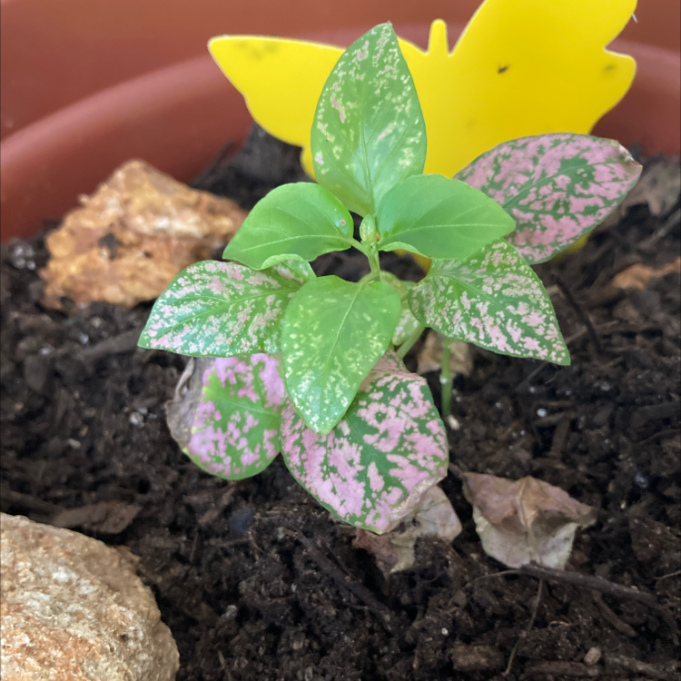 Polka Dot Plant plant photo by @Imdancecomander named Pequeñita on Greg, the plant care app.