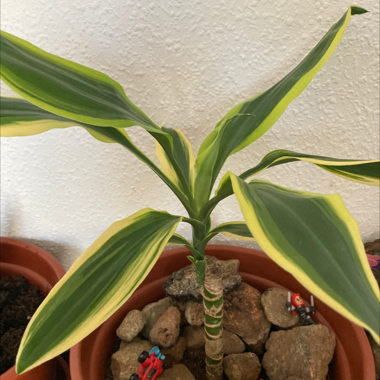 Dracaena 'Sted Sol Cane' plant photo by @Imdancecomander named Dracarys on Greg, the plant care app.