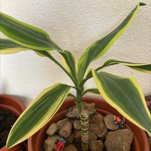 Dracaena 'Sted Sol Cane' plant photo by @Imdancecomander named Dracarys on Greg, the plant care app.