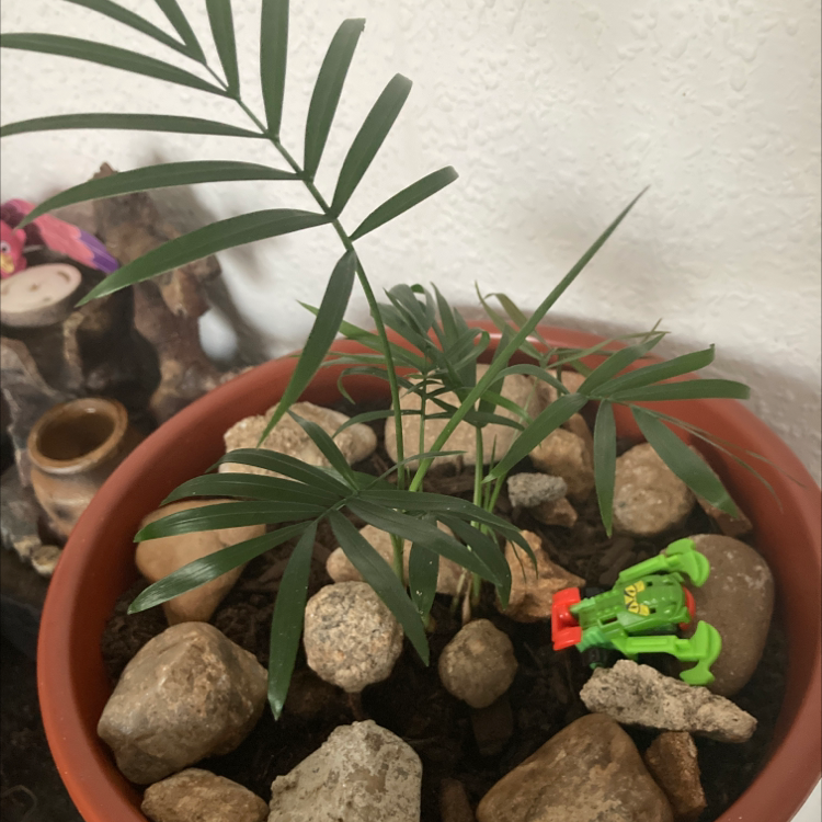 Parlour Palm plant photo by @Imdancecomander named Chama on Greg, the plant care app.