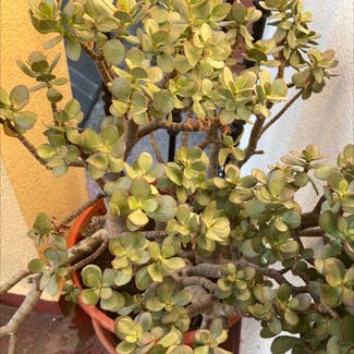 Jade plant in Jaraíz de la Vera, Extremadura