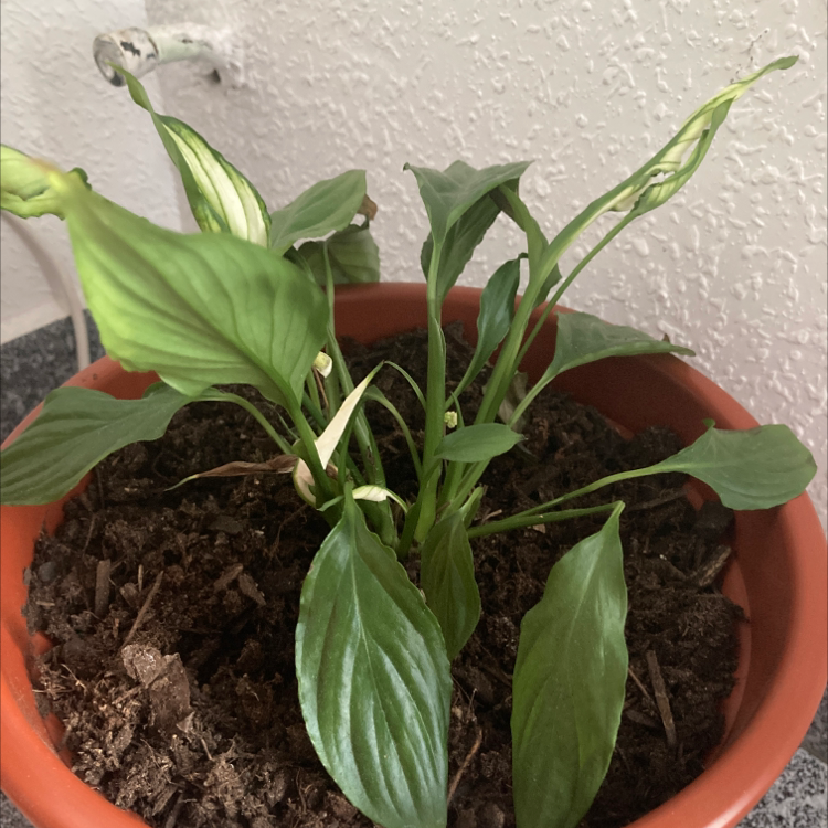 Peace Lily plant photo by @Imdancecomander named Dramatic Biatch on Greg, the plant care app.