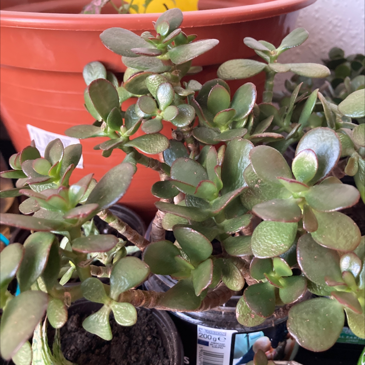 Lucky Plant plant photo by @Imdancecomander named Little Jade on Greg, the plant care app.