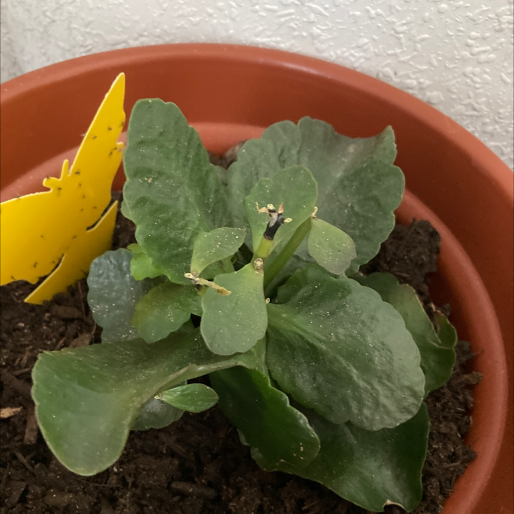 Florist Kalanchoe plant photo by @Imdancecomander named Kala on Greg, the plant care app.
