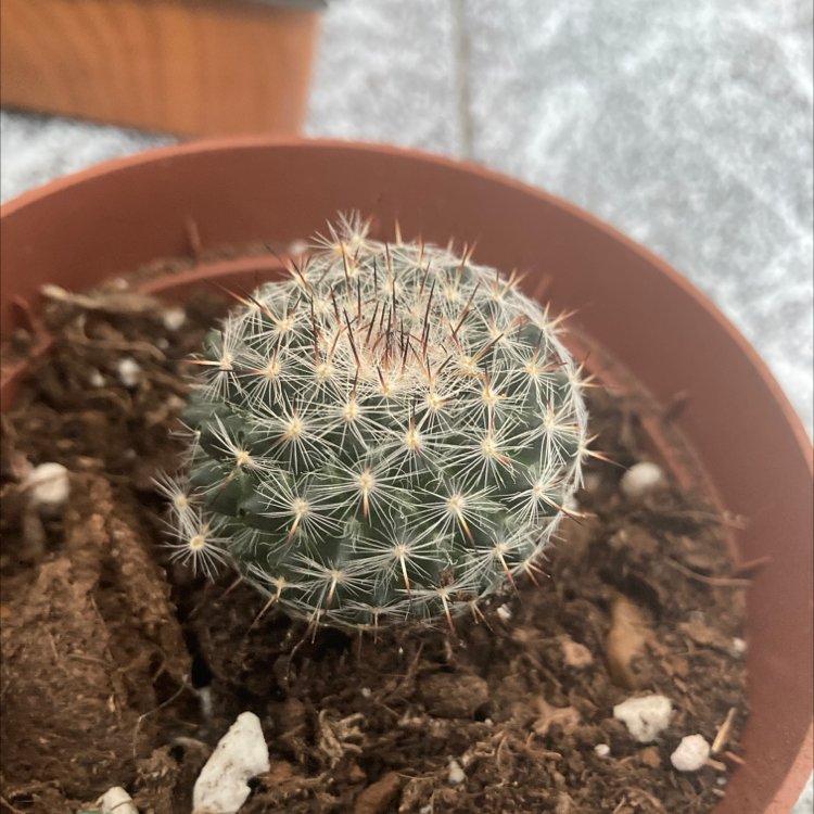 Photo of the plant species Simpson Hedgehog Cactus by @Imdancecomander named Ball-e on Greg, the plant care app