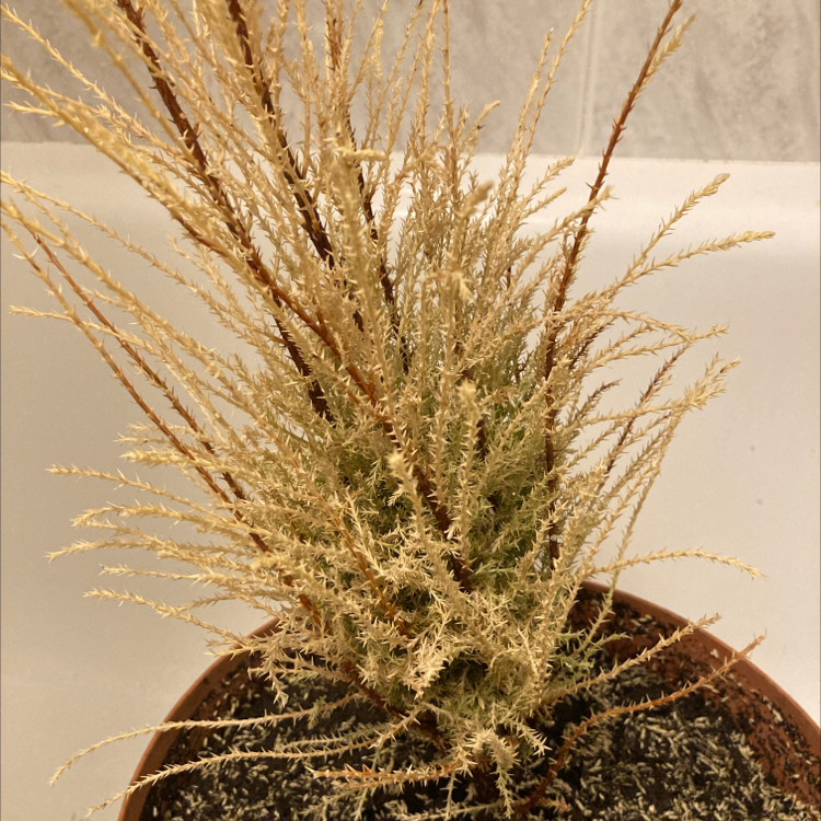 Hesperocyparis Macrocarpa plant photo by @Imdancecomander named Aphelios on Greg, the plant care app.