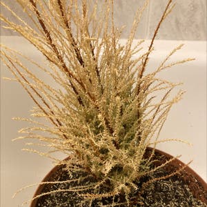Cupressus macrocarpa plant photo by @Imdancecomander named Aphelios on Greg, the plant care app.