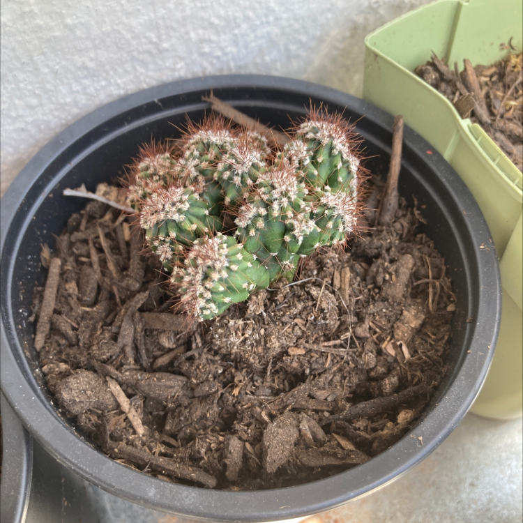 Photo of the plant species Blue Barrel Cactus by @Imdancecomander named Butt-e on Greg, the plant care app