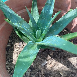 Aloe Vera plant in Jaraíz de la Vera, Extremadura