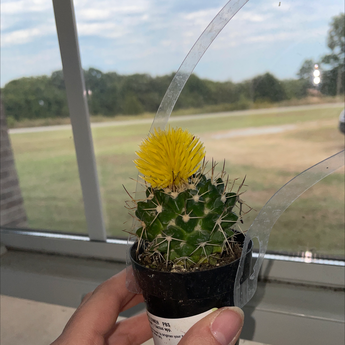 Photo of the plant species Star Plant by @ShannonR named Ned on Greg, the plant care app