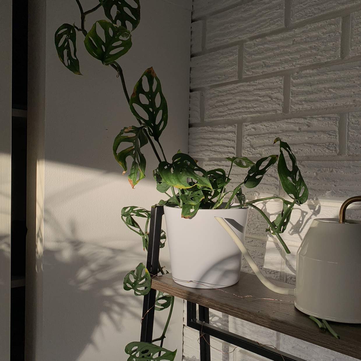 Monstera adansonii 'Laniata' plant in a white pot on a shelf with fenestrated leaves.
