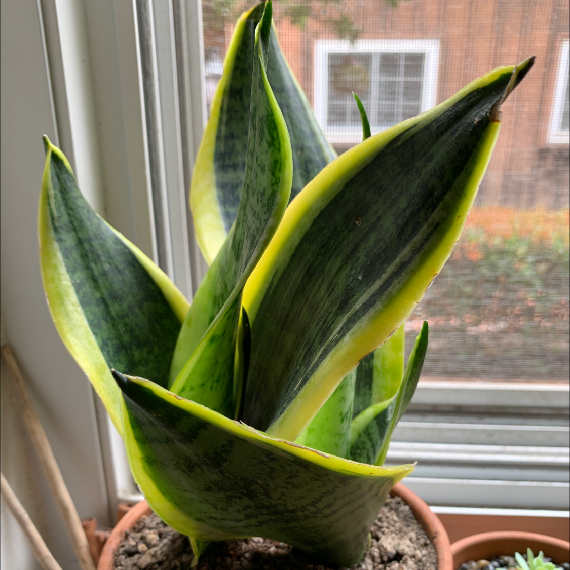 Photo of the plant species Variegated Snake Plant by @eringold named Snake on Greg, the plant care app