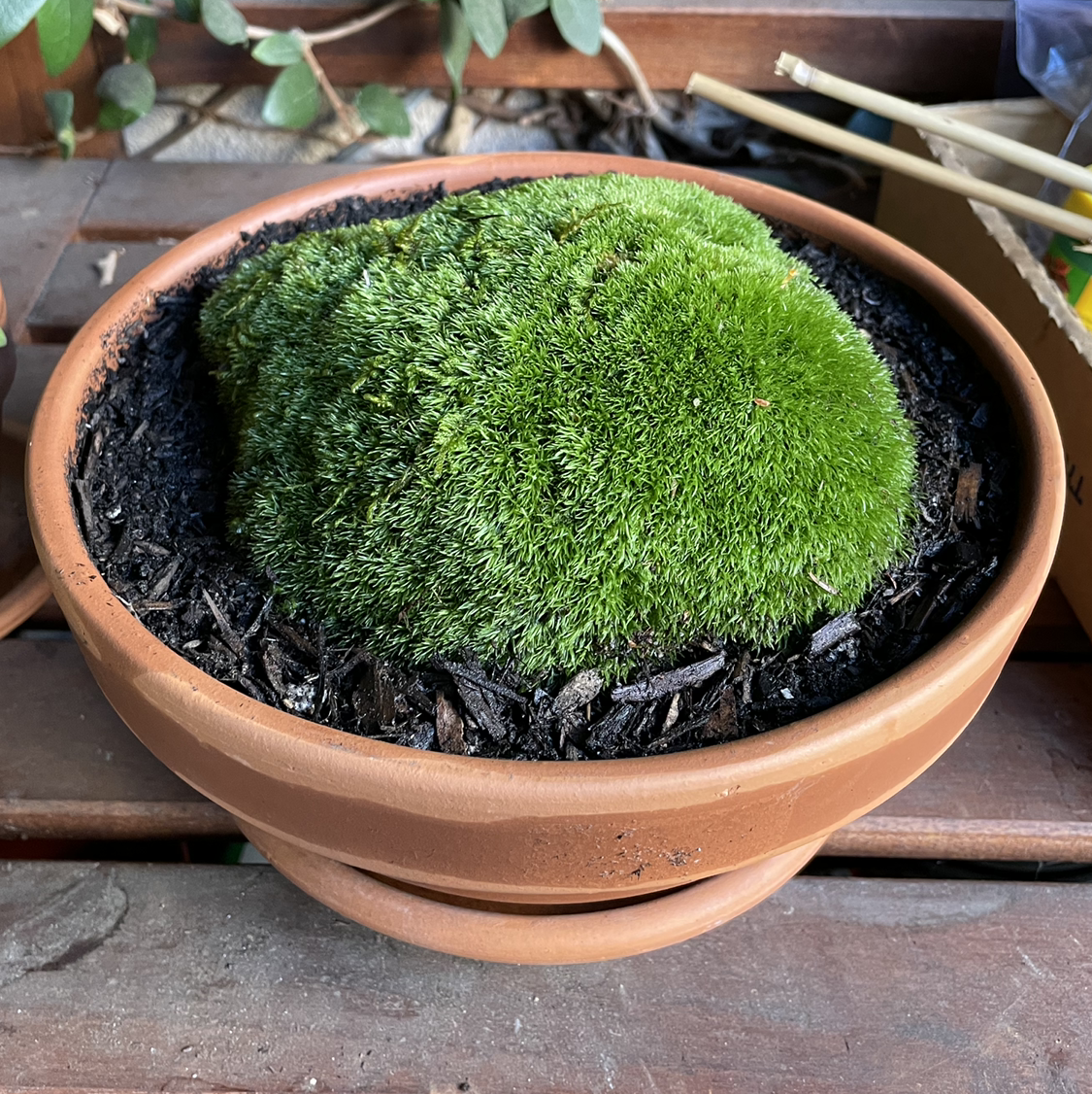 Photo of the plant species Large White-Moss by @eringold named Moss on Greg, the plant care app