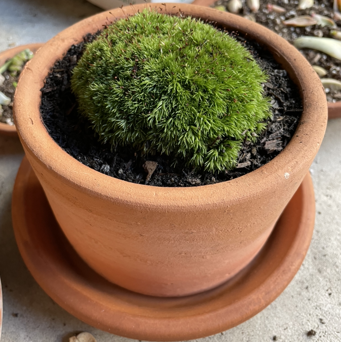 Photo of the plant species White Moss by @eringold named PA moss on Greg, the plant care app