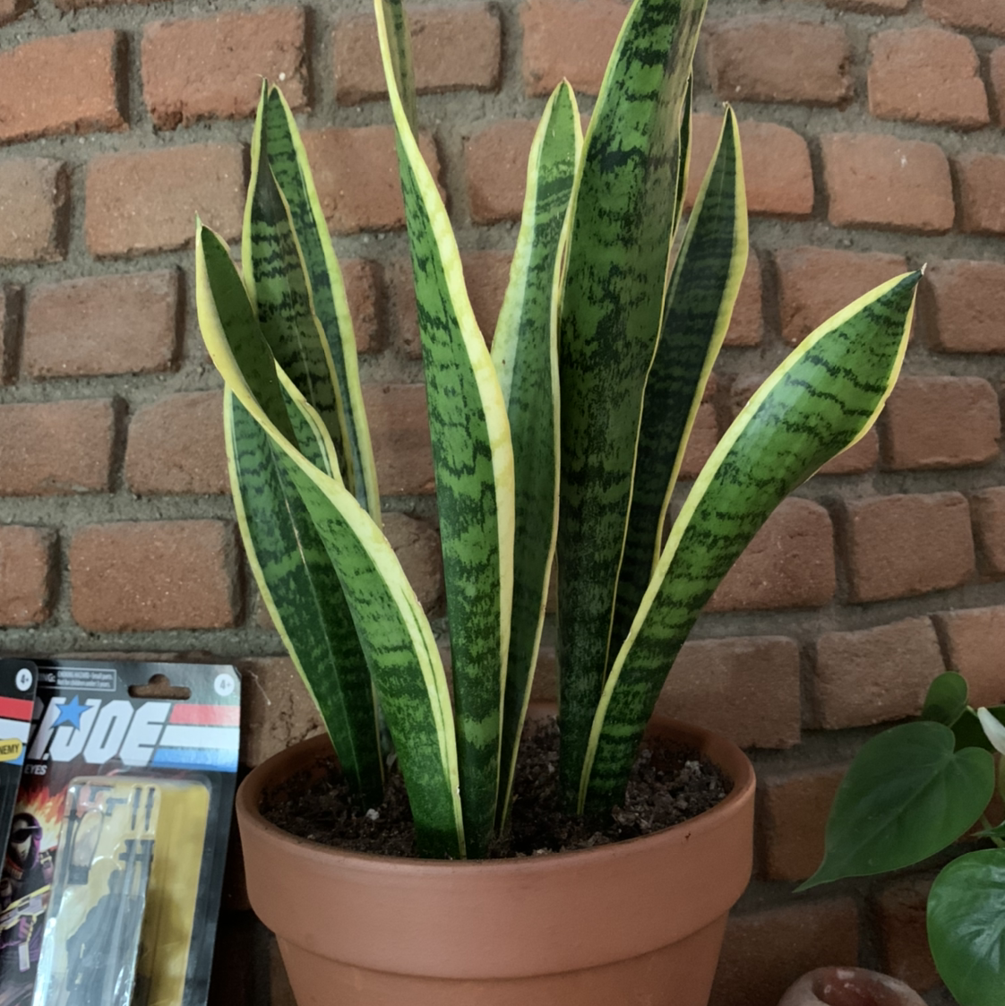 Photo of the plant species Variegated Snake Plant by @eringold named Snake Eyes on Greg, the plant care app