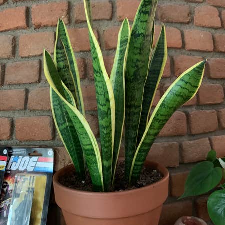 Photo of the plant species Snake Plant by @eringold named Snake Eyes on Greg, the plant care app