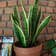 Calculate water needs of Snake Plant