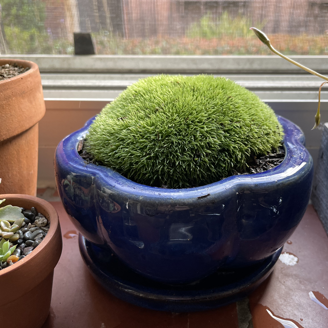 Photo of the plant species Large White-Moss by @eringold named Moss on Greg, the plant care app
