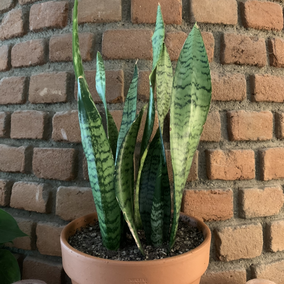 Photo of the plant species Zeylanica Snake Plant by @eringold named Storm Shadow on Greg, the plant care app