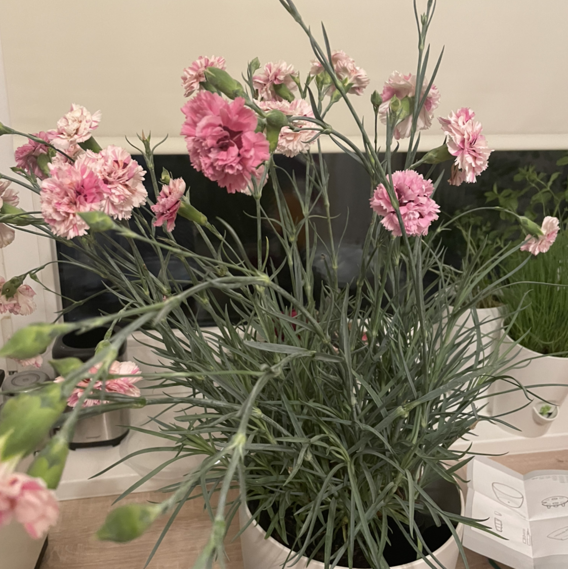 Border Carnation plant with pink flowers, well-framed and in focus.