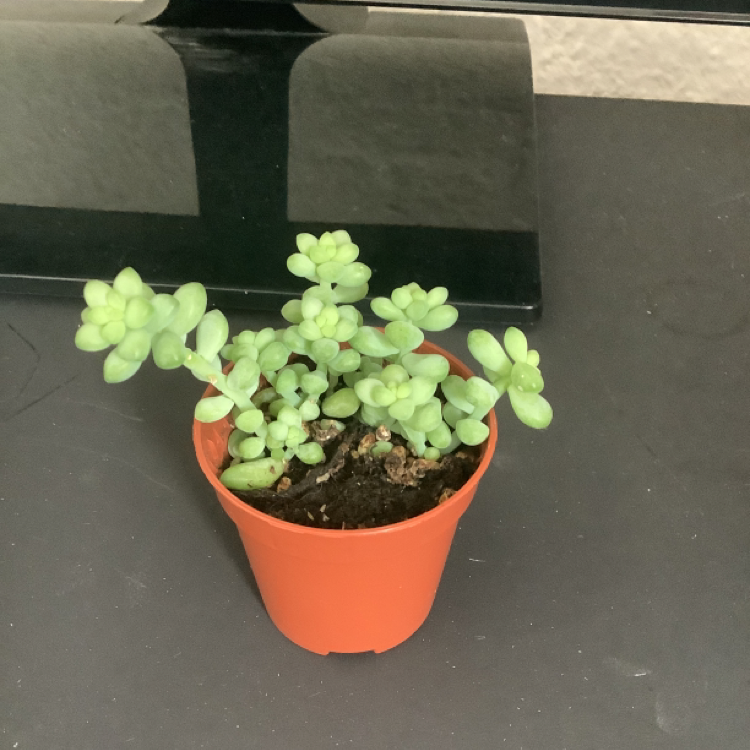 Burro's Tail plant photo by Philipp named Trisha Paytas on Greg, the plant care app.