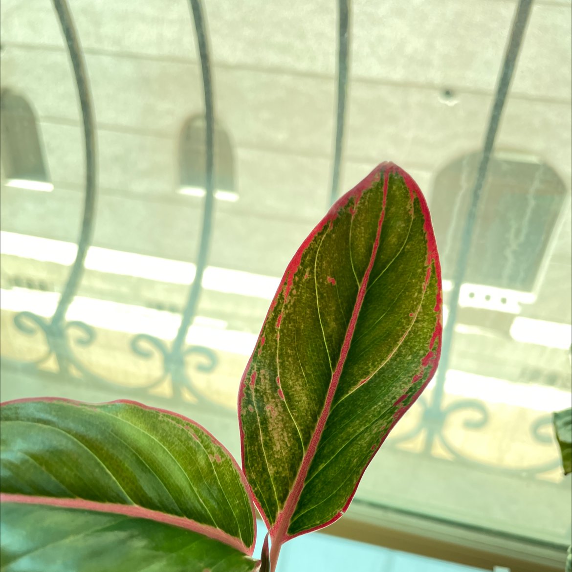 Photo of the plant species Crete Aglaonema by Noor named Samira on Greg, the plant care app