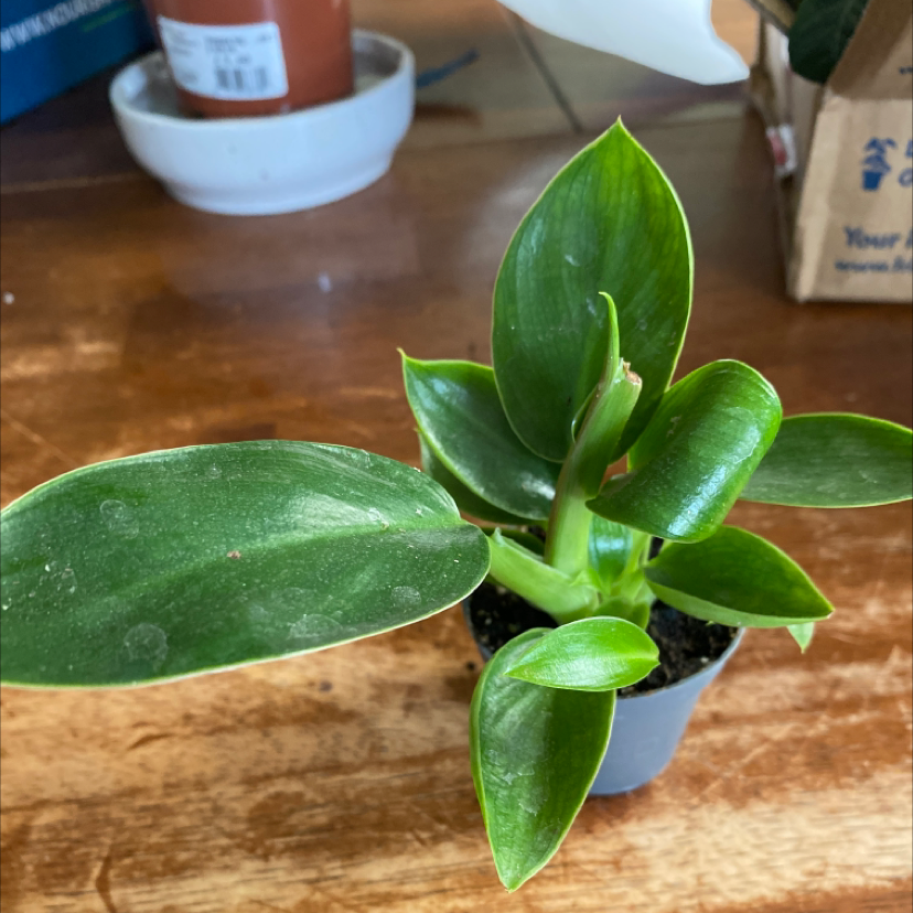 Photo of the plant species Philodendron 'Golden Princess' by Katy named Archie on Greg, the plant care app