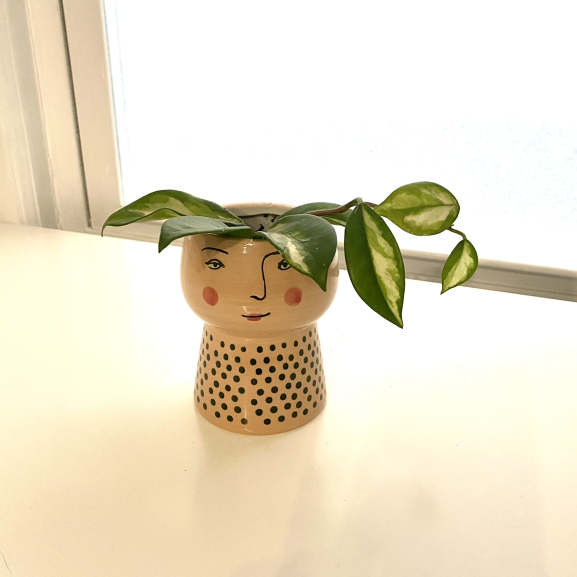 Hoya Carnosa Tricolor plant in a decorative pot on a white surface near a window.
