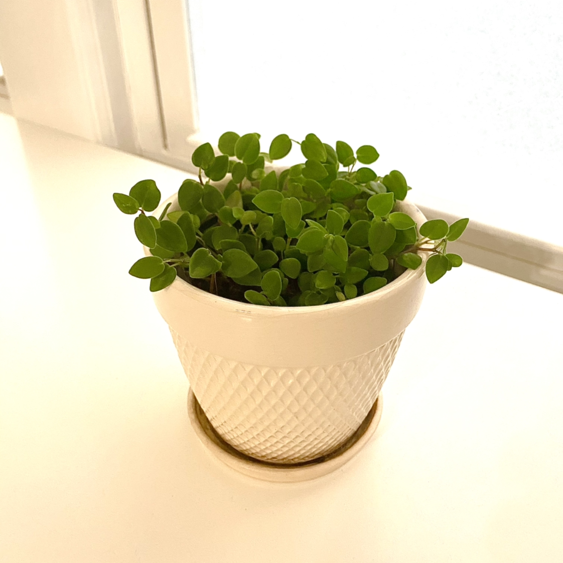 Teardrop Peperomia plant photo by @iliketulips named Mindy on Greg, the plant care app.