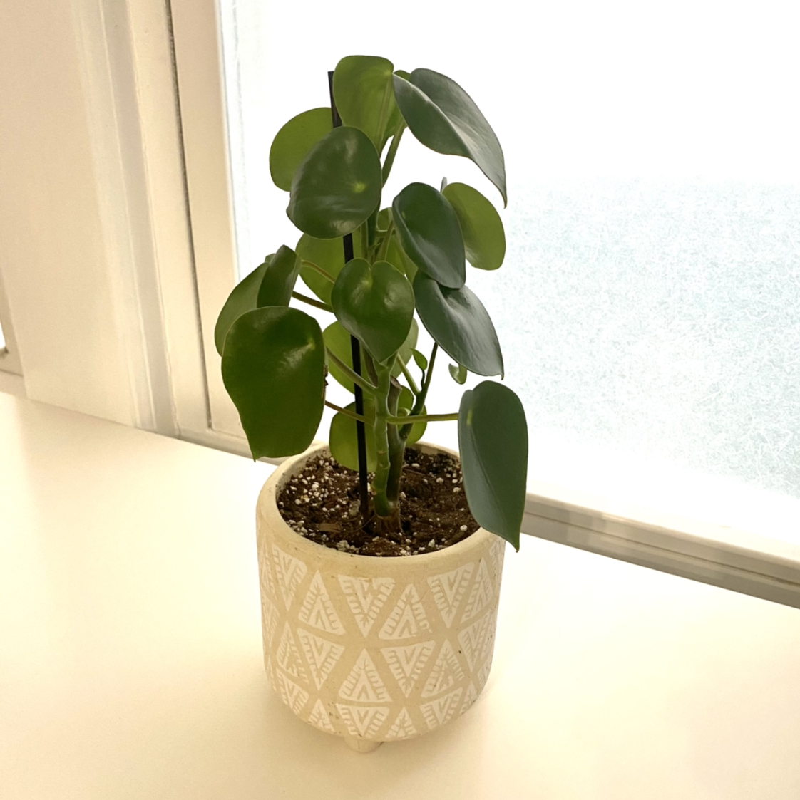 Raindrop Peperomia plant in a decorative pot near a window.