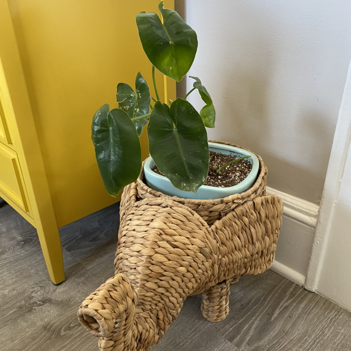 Burle Marx plant in a decorative elephant-shaped basket with visible soil and healthy green leaves.