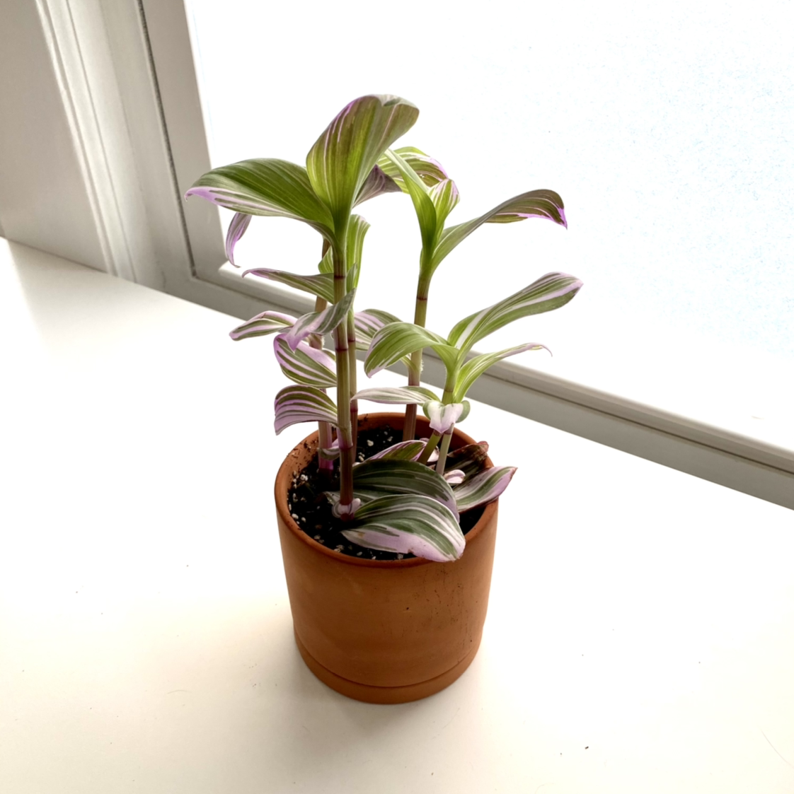 Tradescantia Nanouk plant in a terracotta pot with vibrant green and purple leaves.