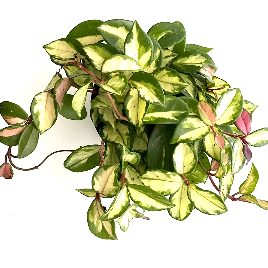 Hoya Carnosa Tricolor plant with variegated leaves, well-framed and centered.