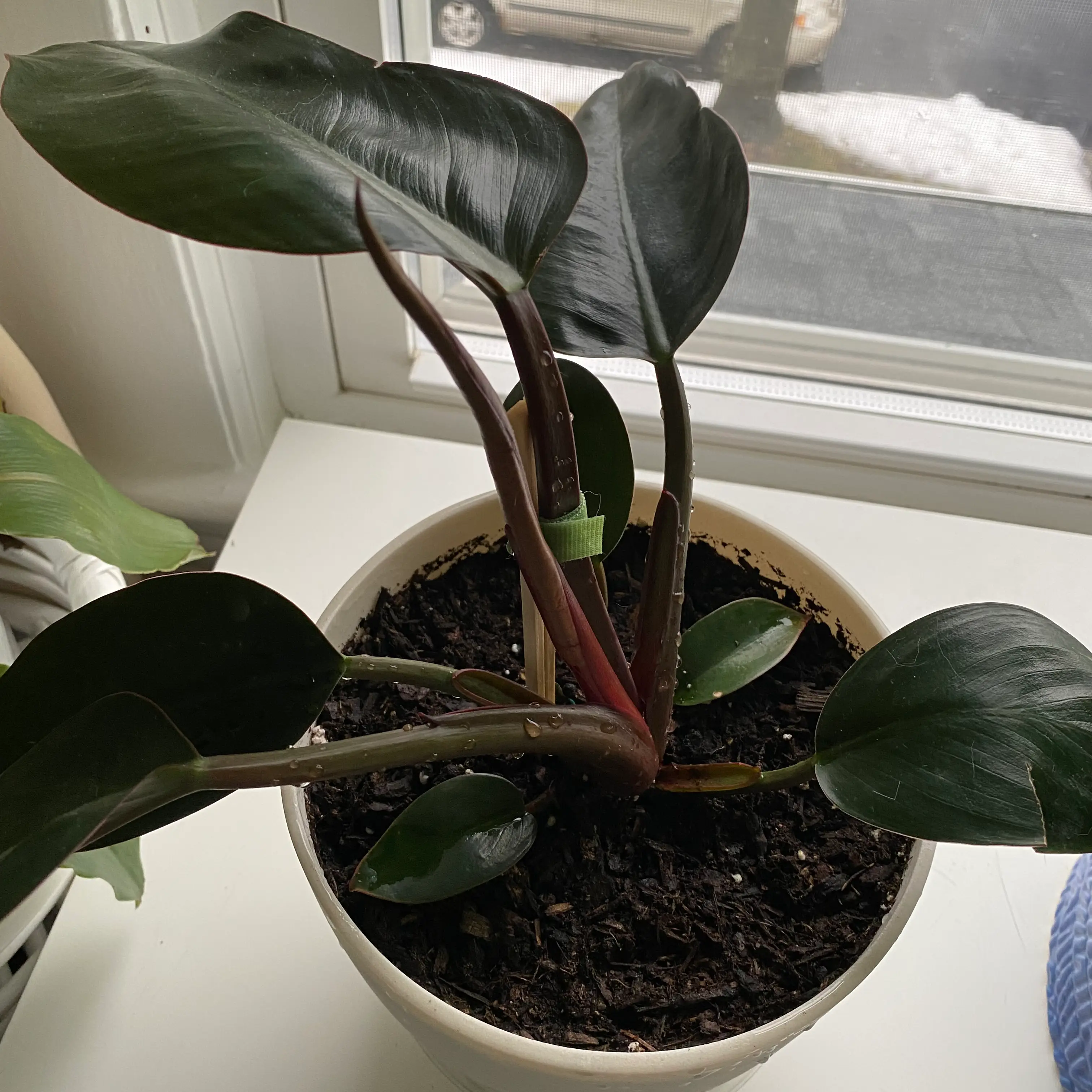 Philodendron 'Red Congo' plant in a pot near a window with dark green leaves.