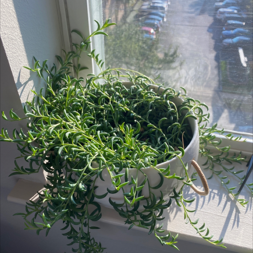 Healthy String of Bananas succulent with long trailing stems and small green banana-shaped leaves, in a white pot on a windowsill.
