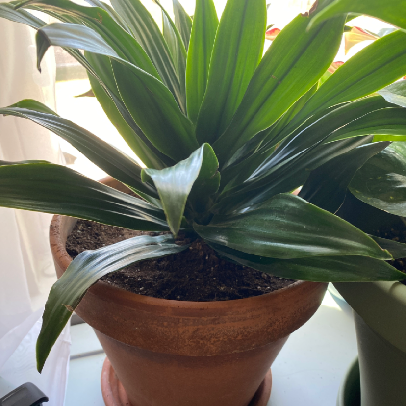 A healthy potted Cornstalk Dracaena plant with vibrant green leaves situated in a bright location.