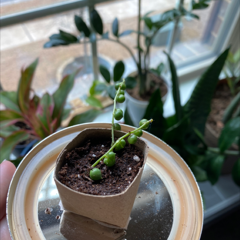 String of Pearls plant in a small pot with visible soil, held by a hand. Other plants in the background.