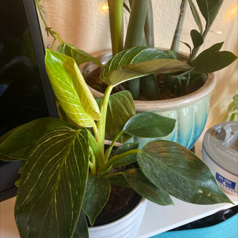 Philodendron Birkin plant with variegated leaves in a pot, placed indoors.