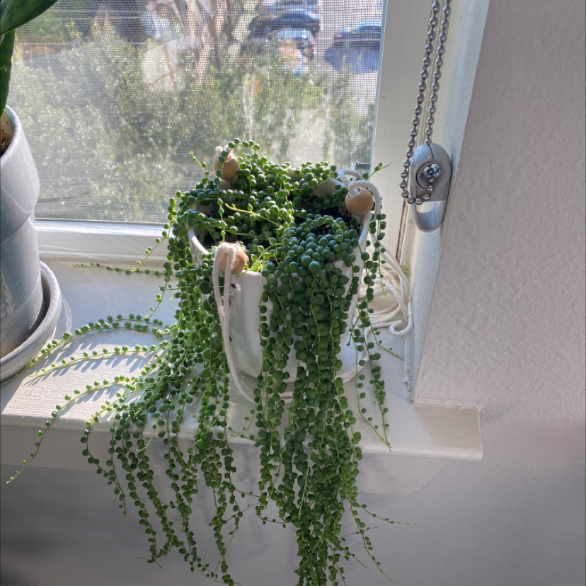 String of Pearls plant on a windowsill, healthy and vibrant green.
