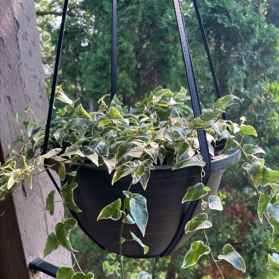 Syngonium 'Gold Allusion' plant in a hanging pot with variegated leaves.