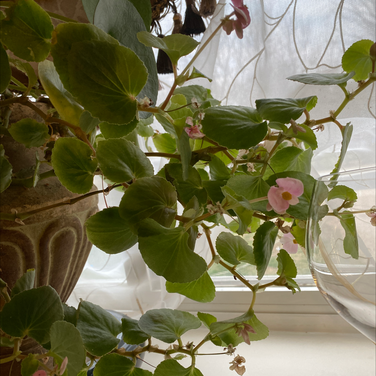 Clubed Begonia plant with healthy green leaves and pink flowers near a window.