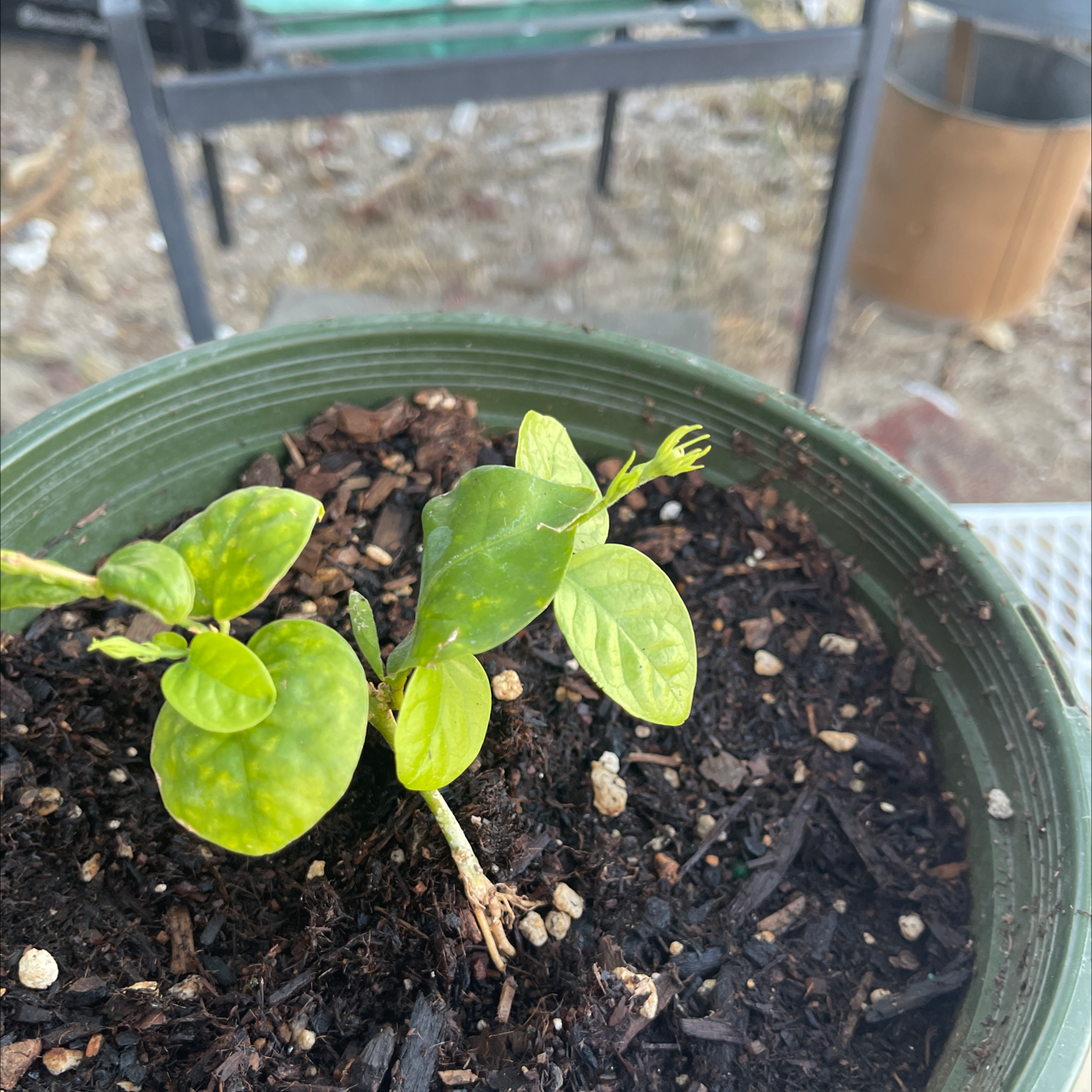 Photo of the plant species night-blooming cereus by Vernell named ChloroPhil on Greg, the plant care app