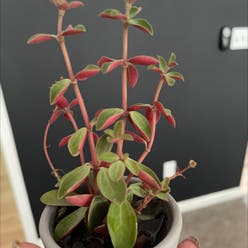 Vining Peperomia plant
